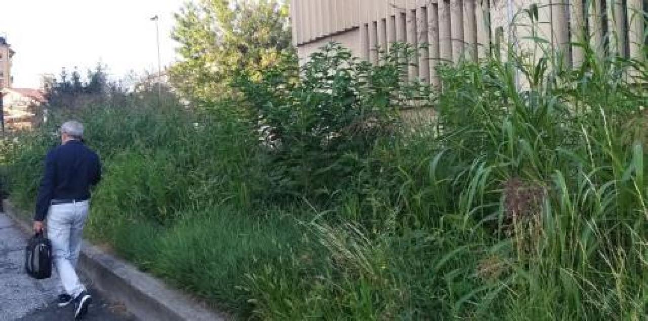 Erba alta oltre due metri davanti alle poste