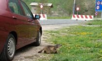 Giovedì Agnello chiuso dalle 9 a mezzogiorno