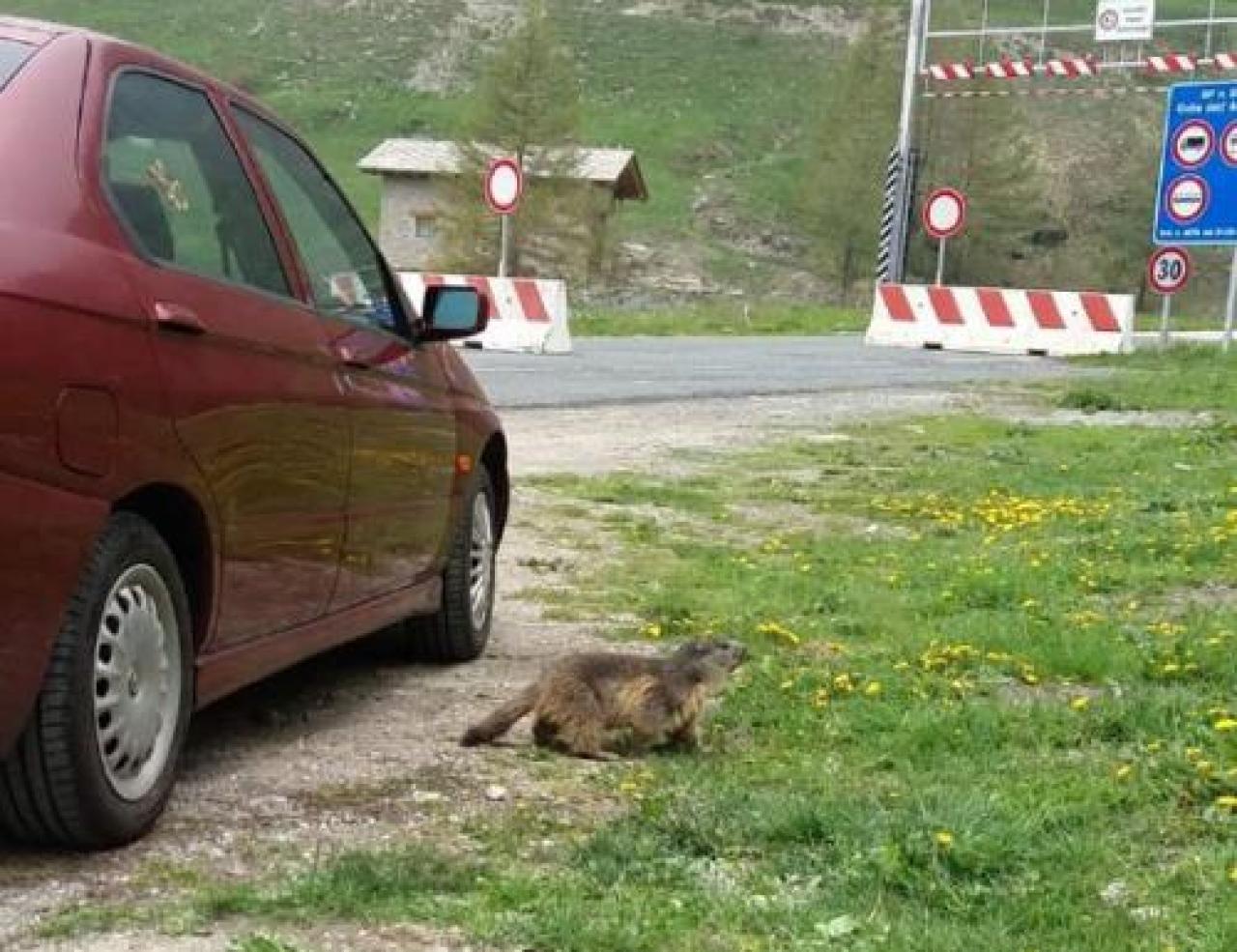 Giovedì Agnello chiuso dalle 9 a mezzogiorno
