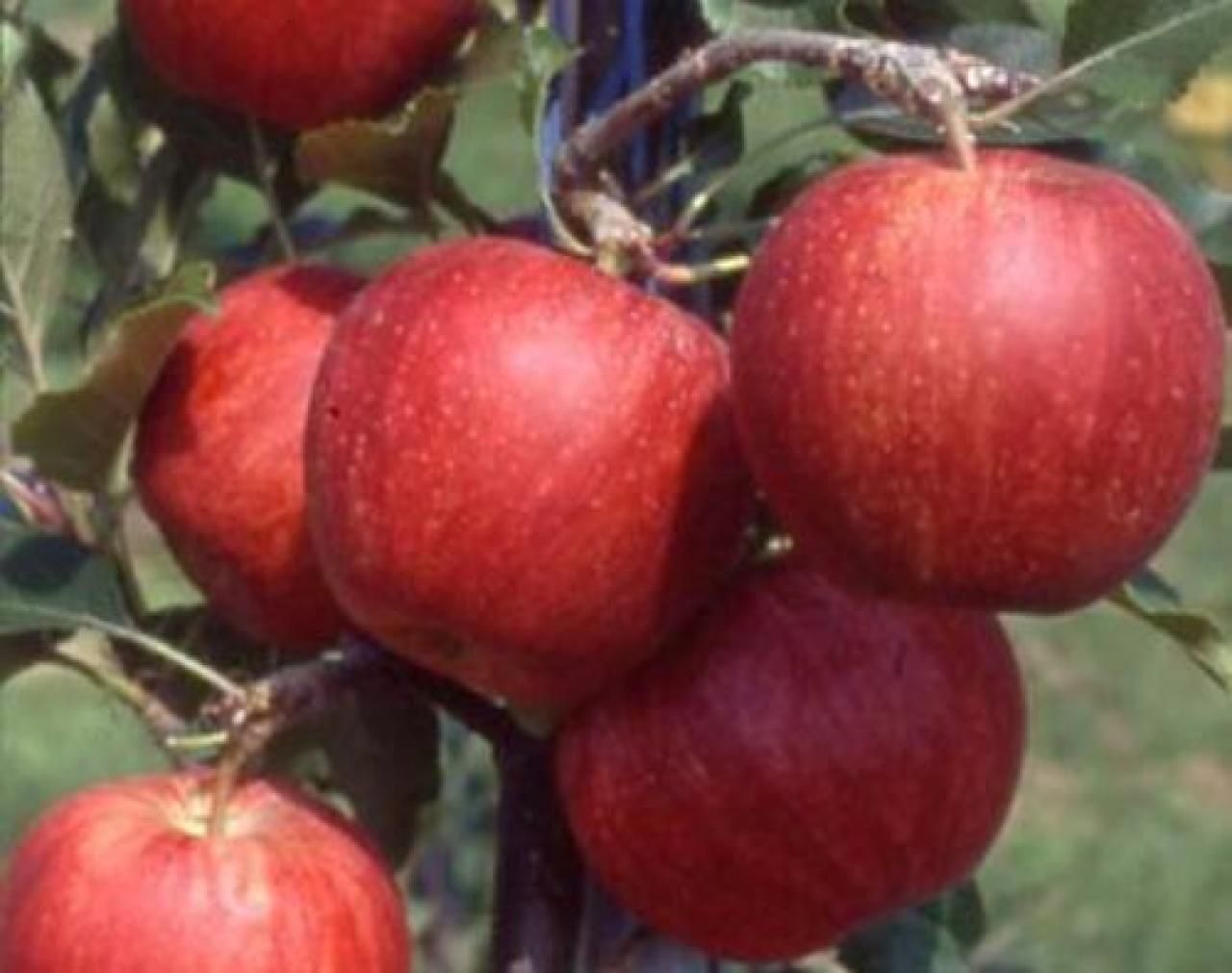 Mela Qui, la grande qualità bio di un frutto “made in Piemonte”