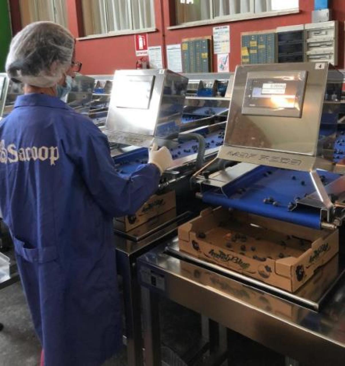 Mirtilli, buona campagna frenata dal clima piovoso