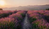 Tra le colline di lavanda e le memorie di Fenoglio jpfasufoas jdieci venti ffggffgfgffgpasufpoasdufpoasd