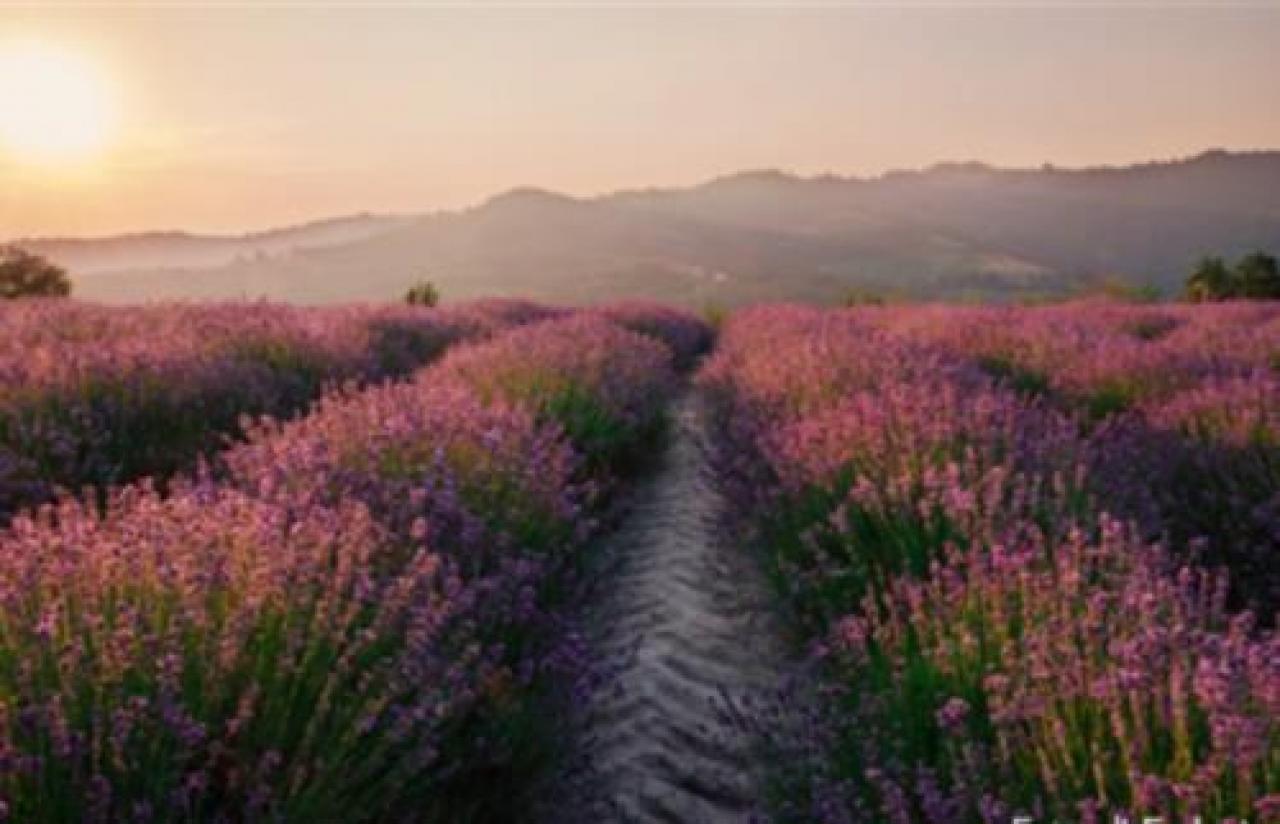 Tra le colline di lavanda e le memorie di Fenoglio jpfasufoas jdieci venti ffggffgfgffgpasufpoasdufpoasd