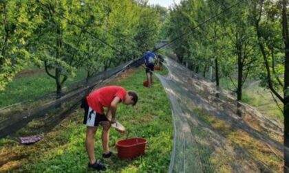 Un boccone galup: ecco i ramassin