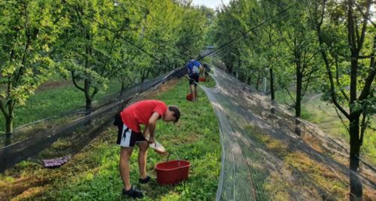 Un boccone galup: ecco i ramassin