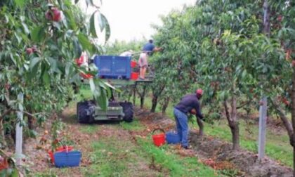 Frutta, i prezzi non remunerano i costi Quotazioni ancora in calo per mele e kiwi
