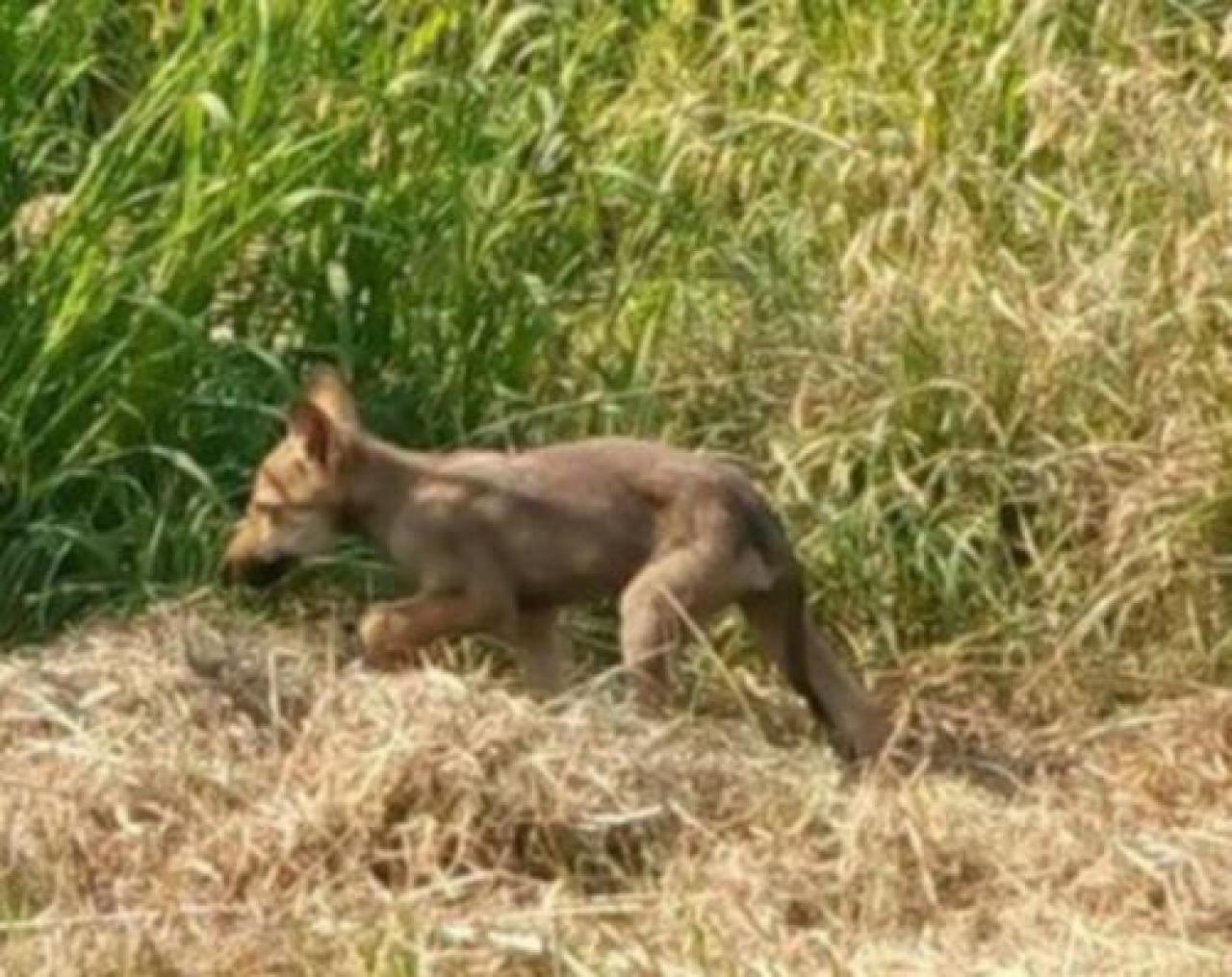 Revello, cucciolo di lupo avvistato nelle campagne