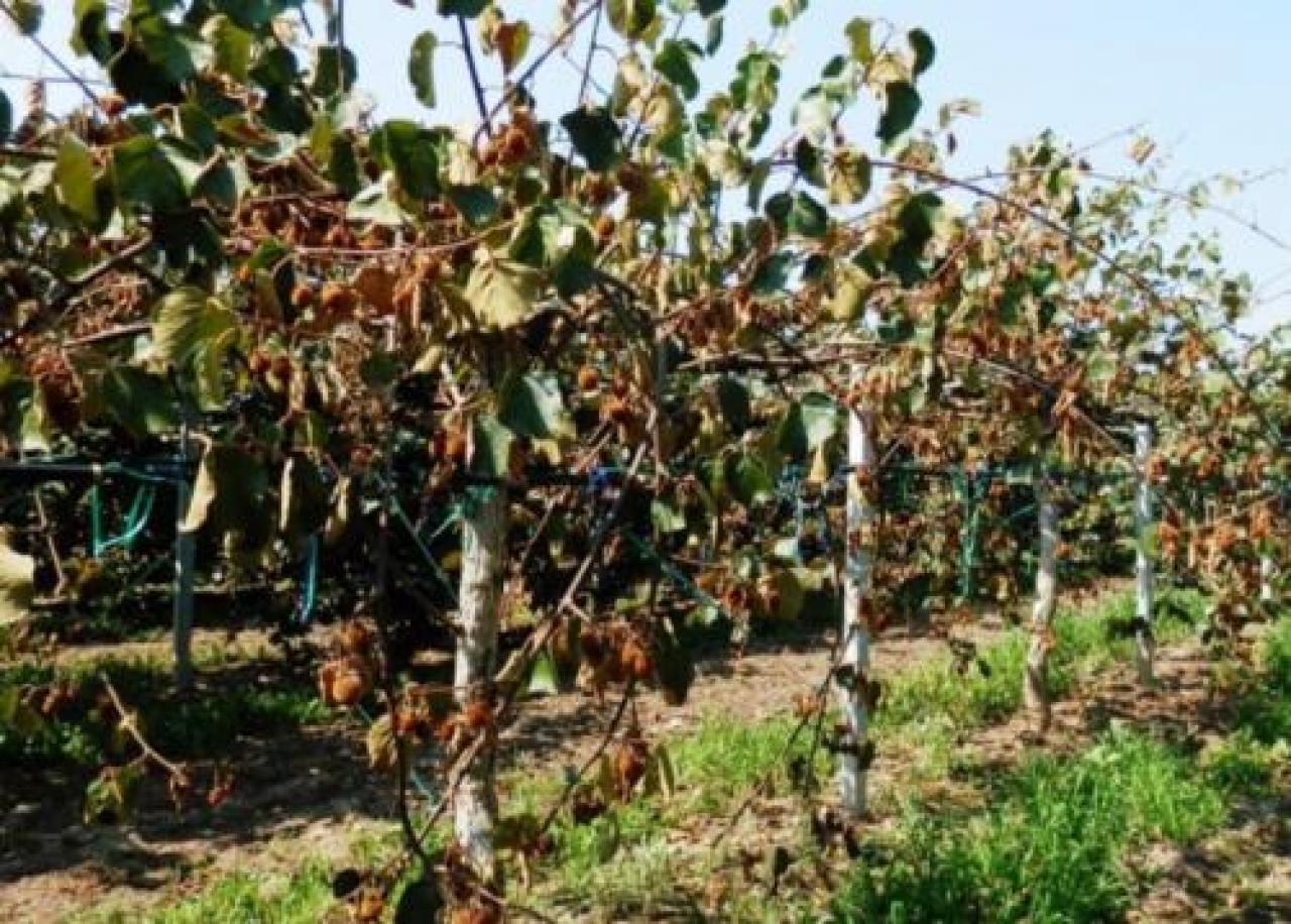 Un’altra estate segnata dalla morìa del kiwi