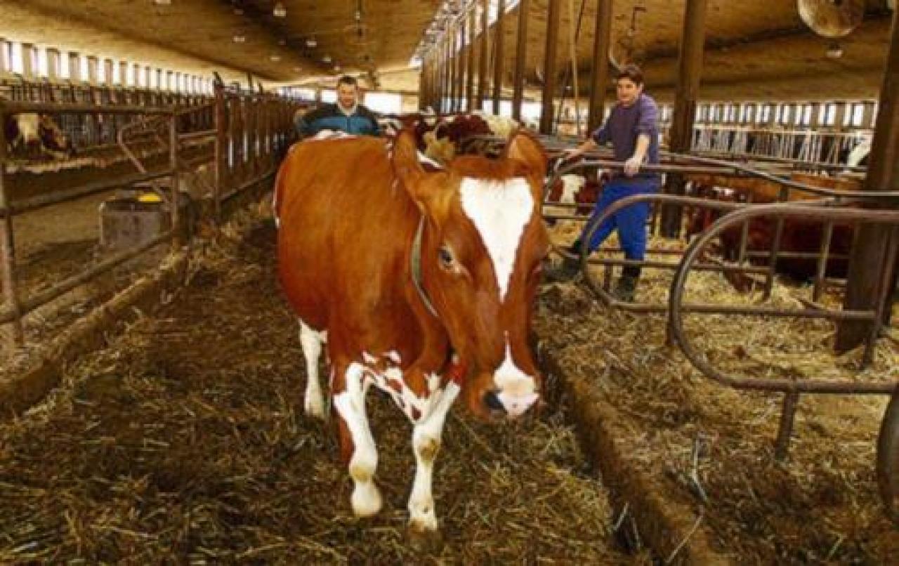 Allevamenti a Villafalletto ridotti del 70% gli antibiotici