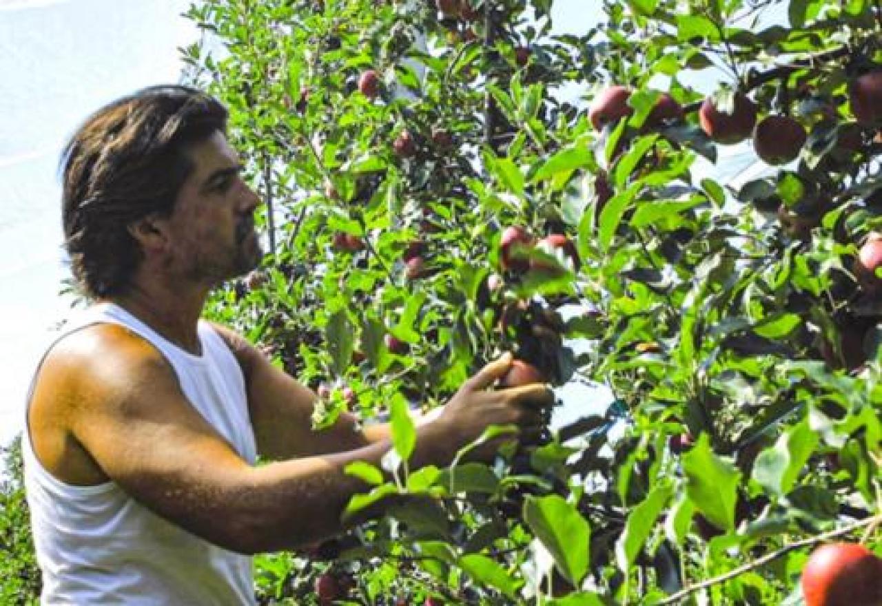 Gullino: «Puntiamo sulle mele bio»