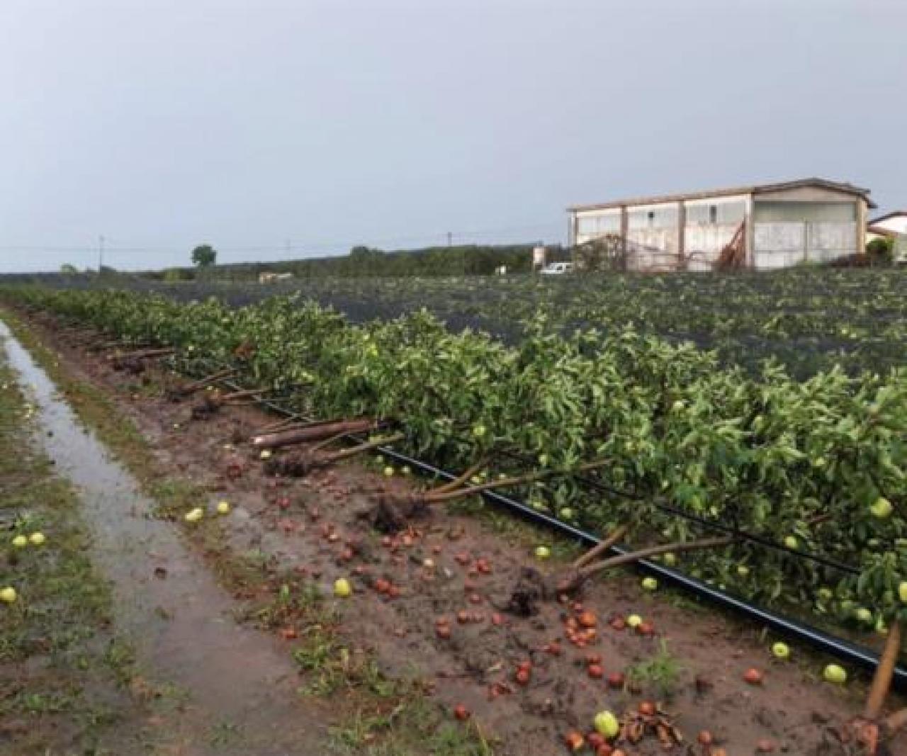 L’unico conforto è il prezzo delle pesche