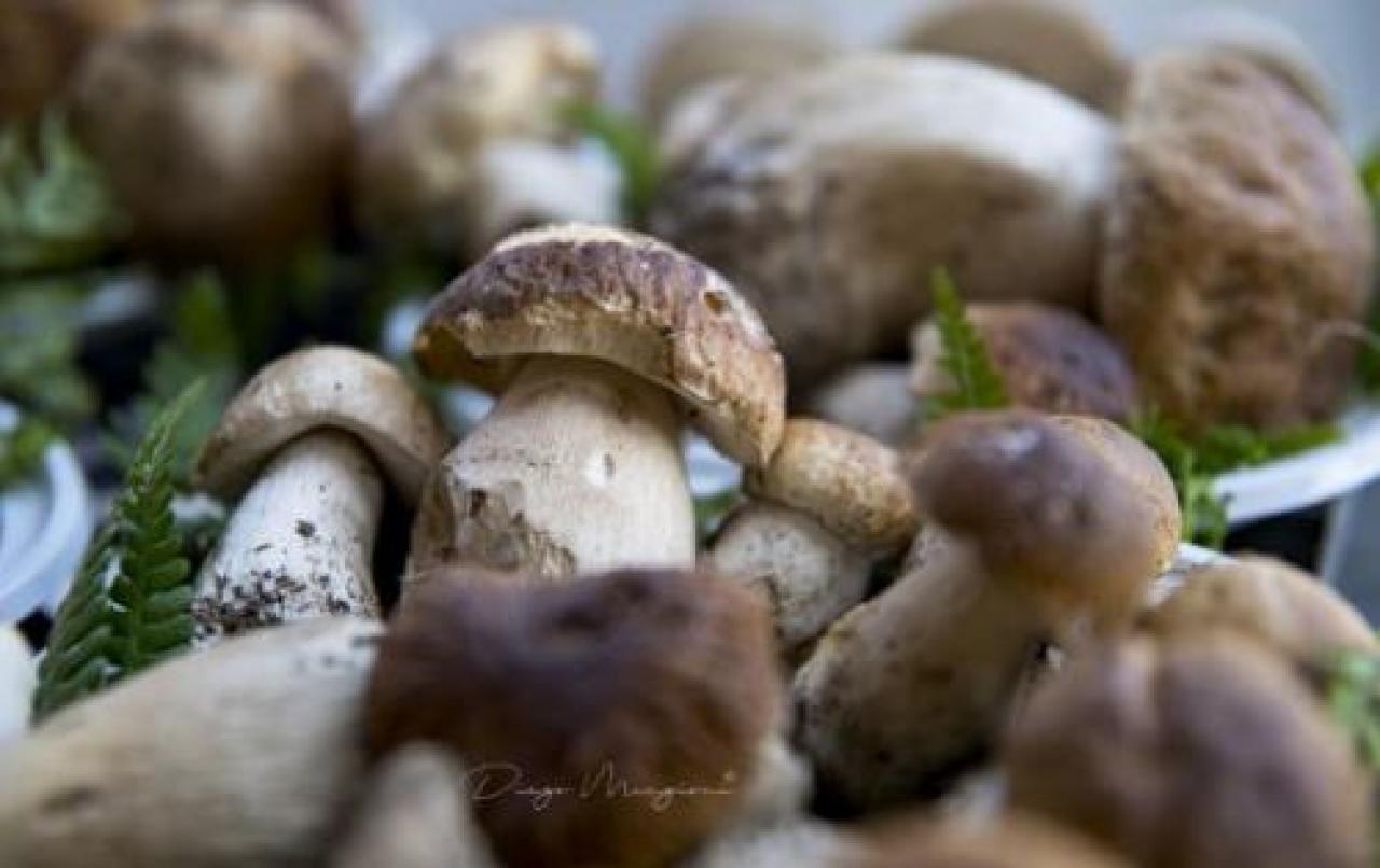 La reclame dei funghi fa impazzire i social