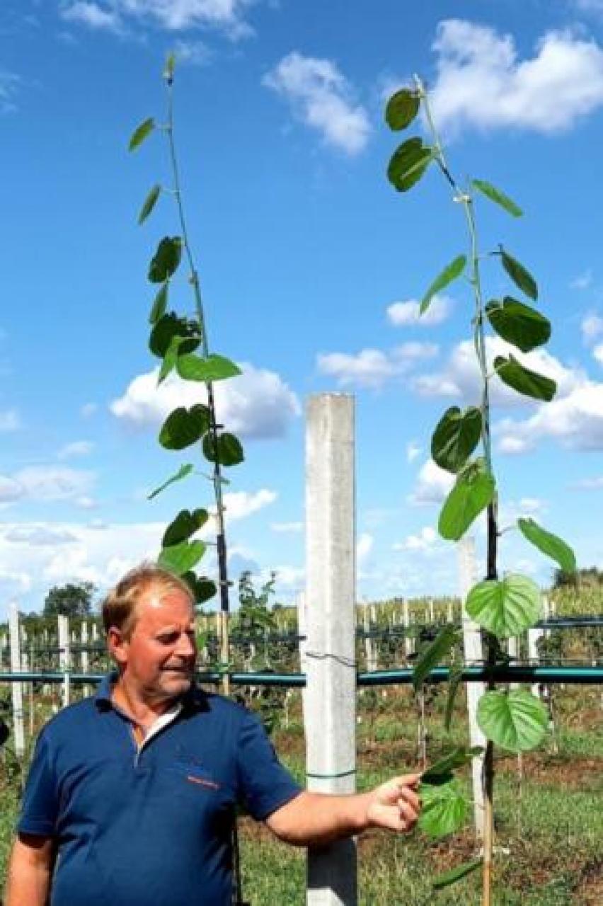 Miretti: Green Angel cresce ed è indenne dalla morìa