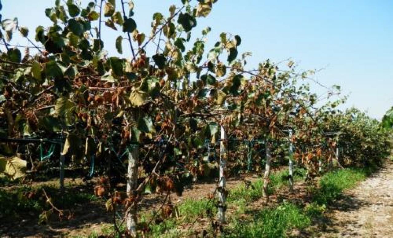 Morìa del kiwi, la task force e l’assenza del Piemonte