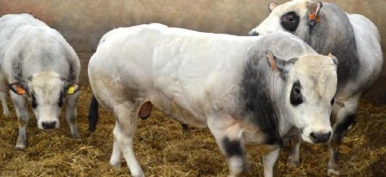 «Si specula sulla razza Piemontese»