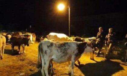 A Tenda un berger travolto dalla furia delle acque. Una mandria da casterino trova riparo a vernante Alpeggi distrutti, bestiame decimato