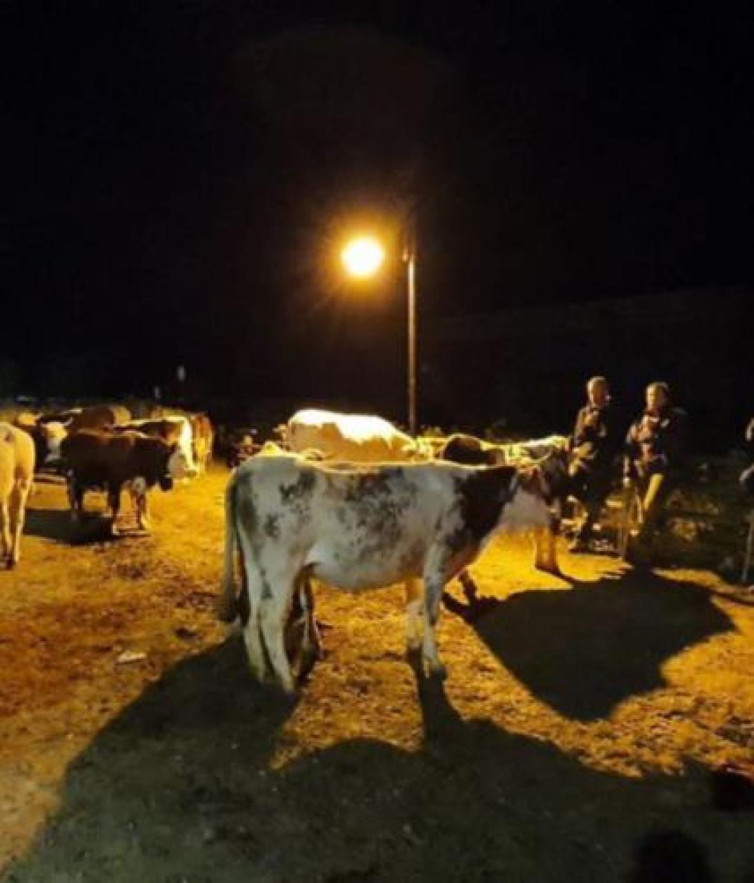 A Tenda un berger travolto dalla furia delle acque. Una mandria da casterino trova riparo a vernante Alpeggi distrutti, bestiame decimato