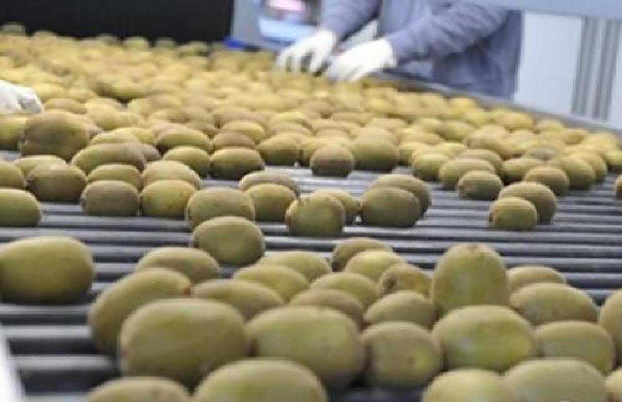 Il “giallo” tira la produzione di kiwi via alla campagna Prime previsioni sull’andamento di mercato