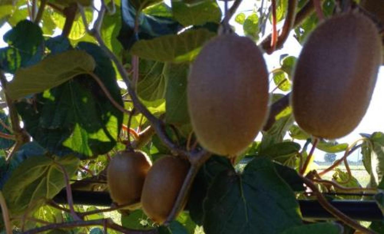 Scarnafigi, visita dei tecnici di Agrion ai kiwi Green Angel al primo raccolto