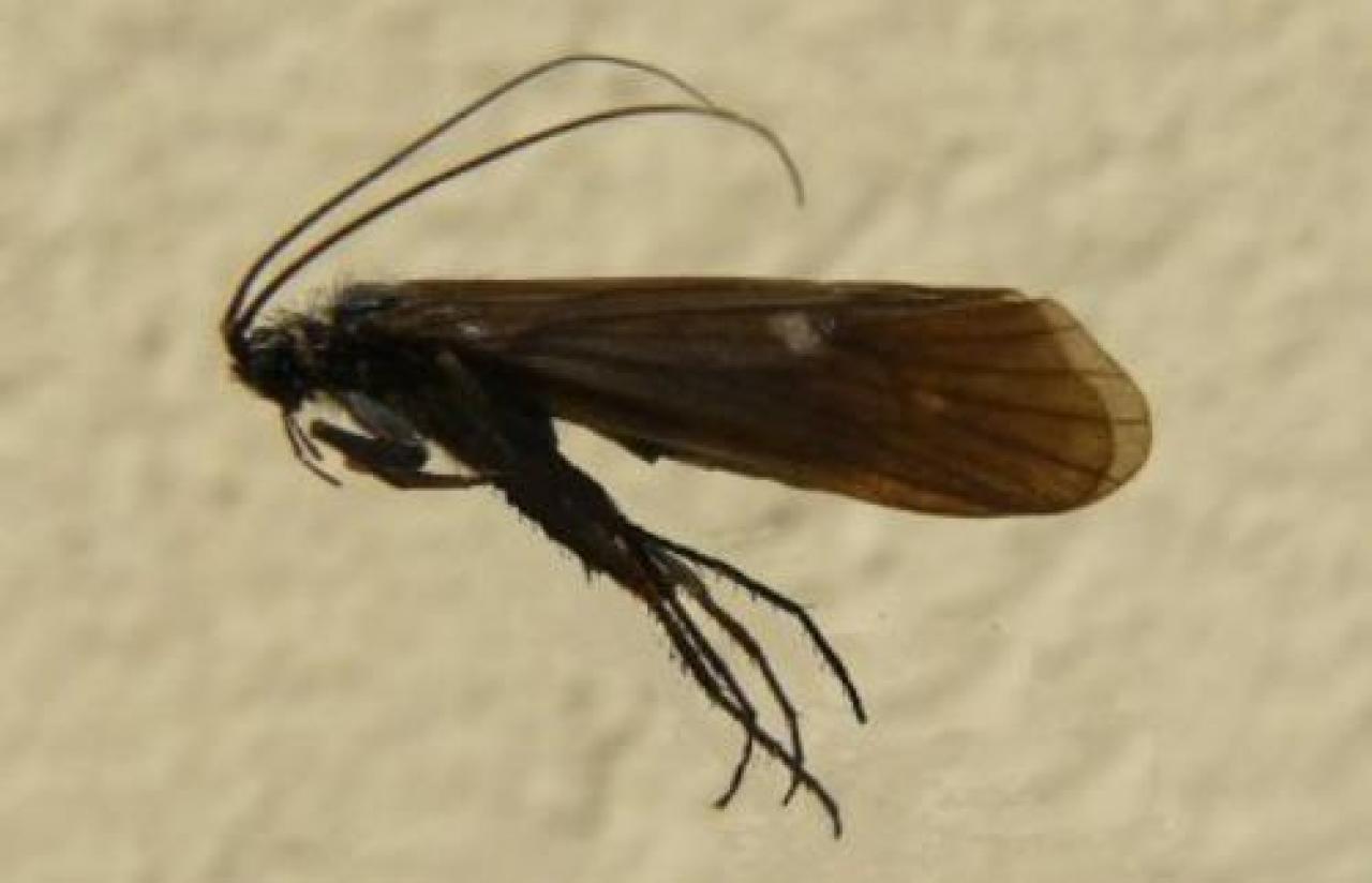 Scoperta in alta valle Po una nuova specie di farfalla