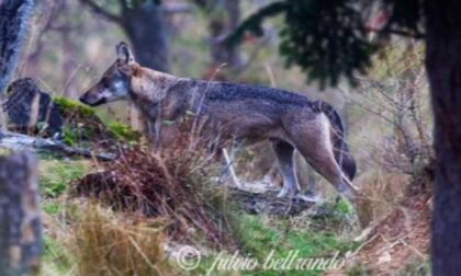 Settegiorni «Quel giovane lupo in posa per la mia macchina fotografica»