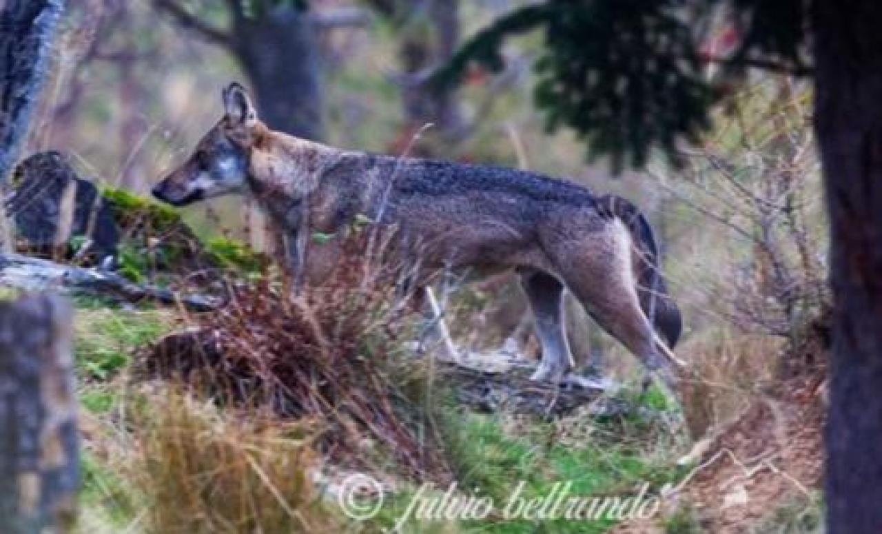 Settegiorni «Quel giovane lupo in posa per la mia macchina fotografica»
