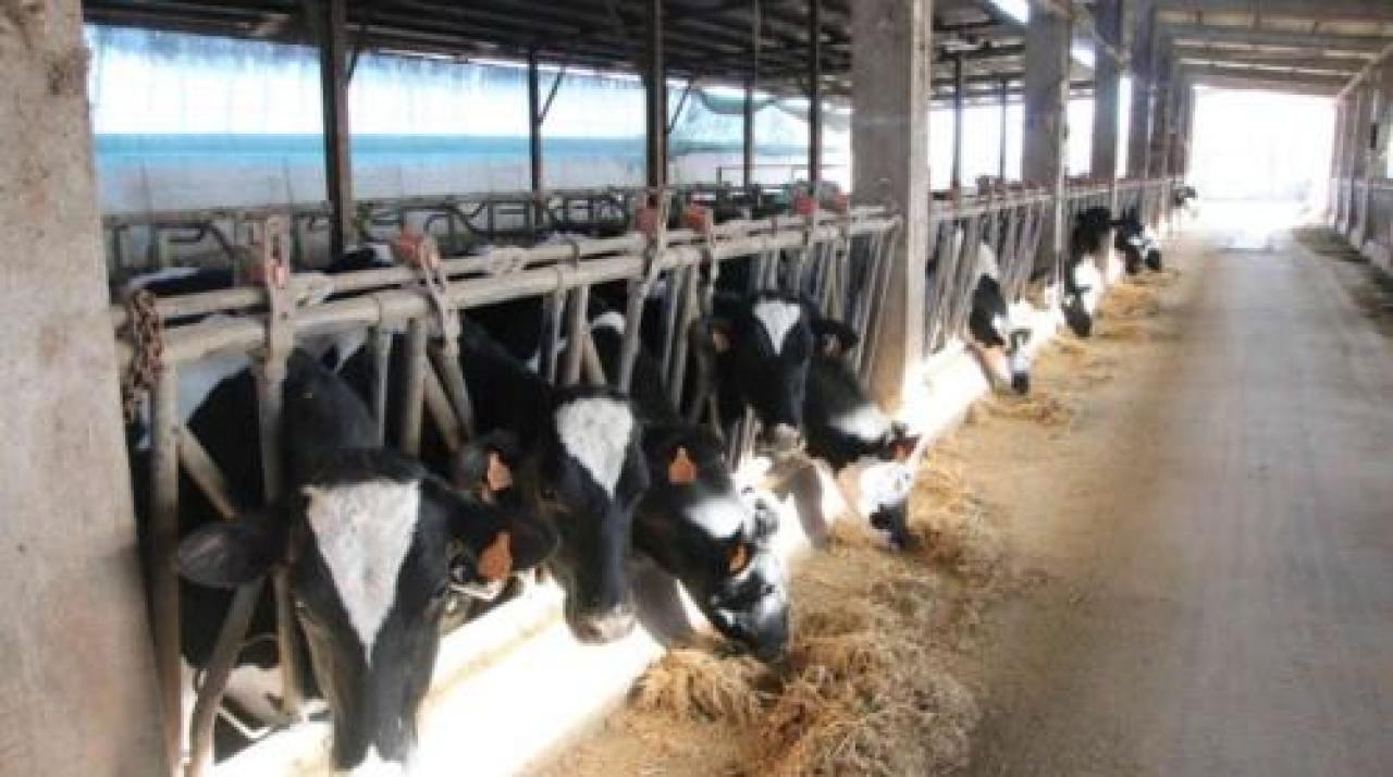 Allevatori green: il 78% dei soci Compral utilizza fonti di energia rinnovabili in azienda