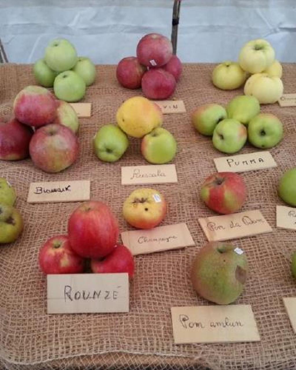 Fasnbvacz jbgjhv Alla ricerca delle antiche varietà