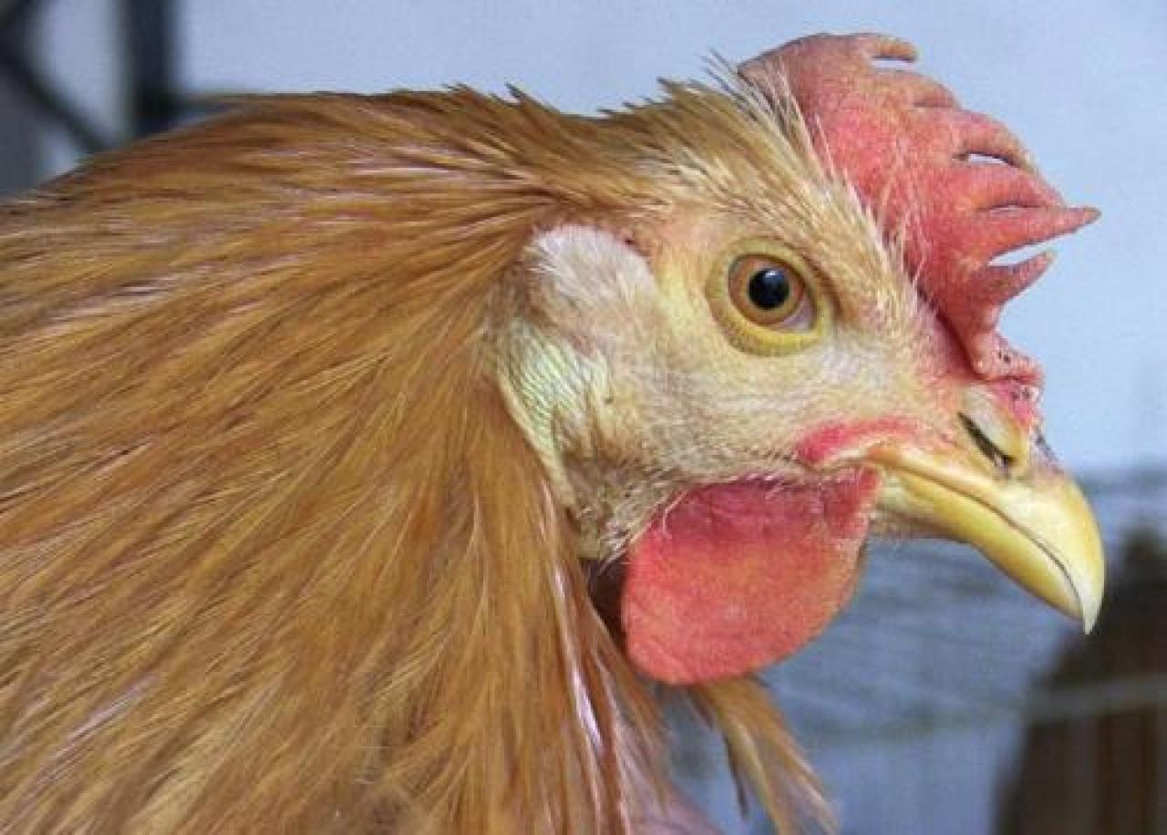Il Real Cappone di Racconigi ora ha un Consorzio tutto suo