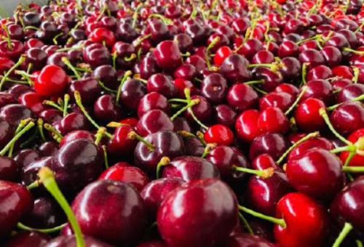Nell’anno più duro la frutticoltura continua a fare (bene) la sua parte