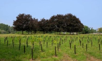 Piantare alberi anche nelle nostre città