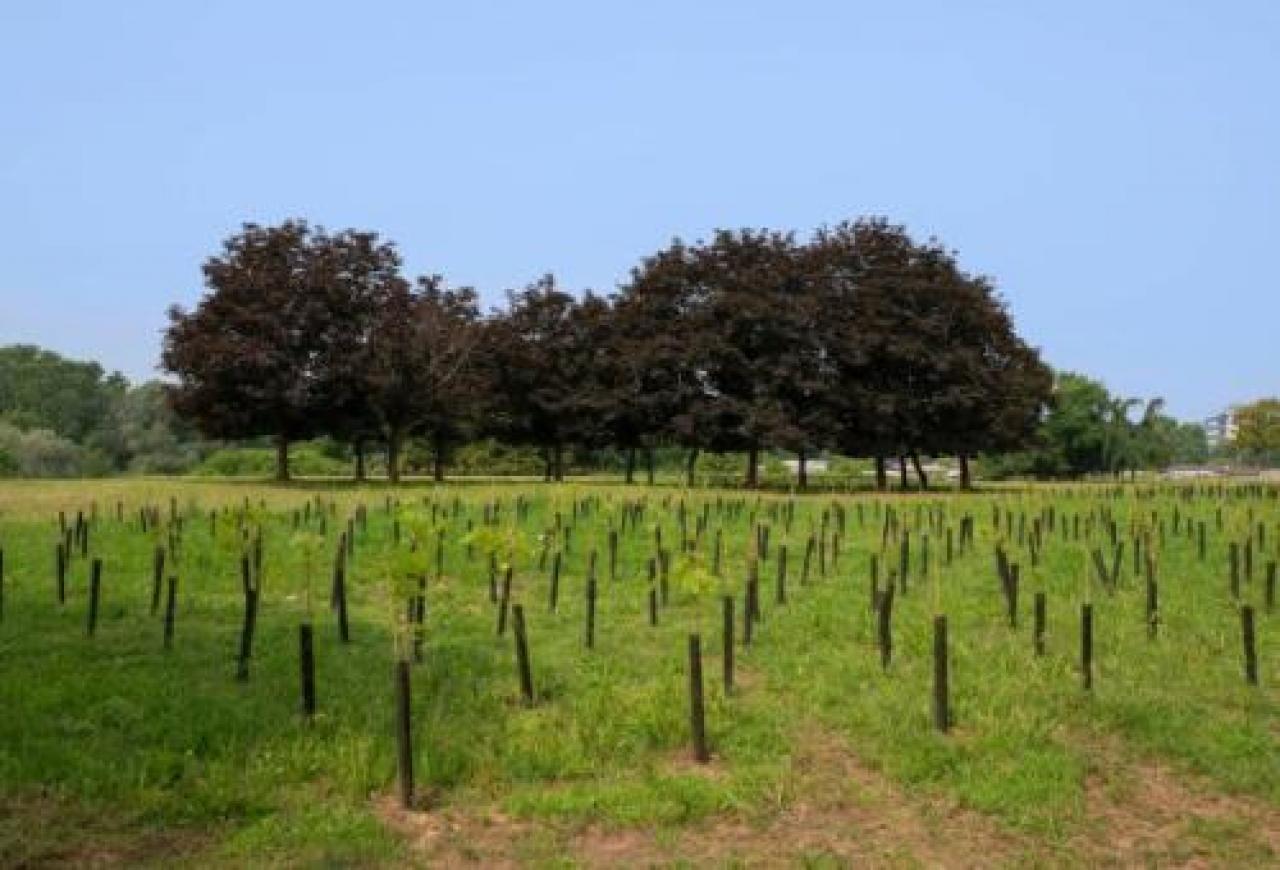 Piantare alberi anche nelle nostre città