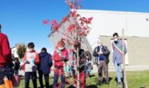 Torre San Giorgio cura gli alberi: bollettino green