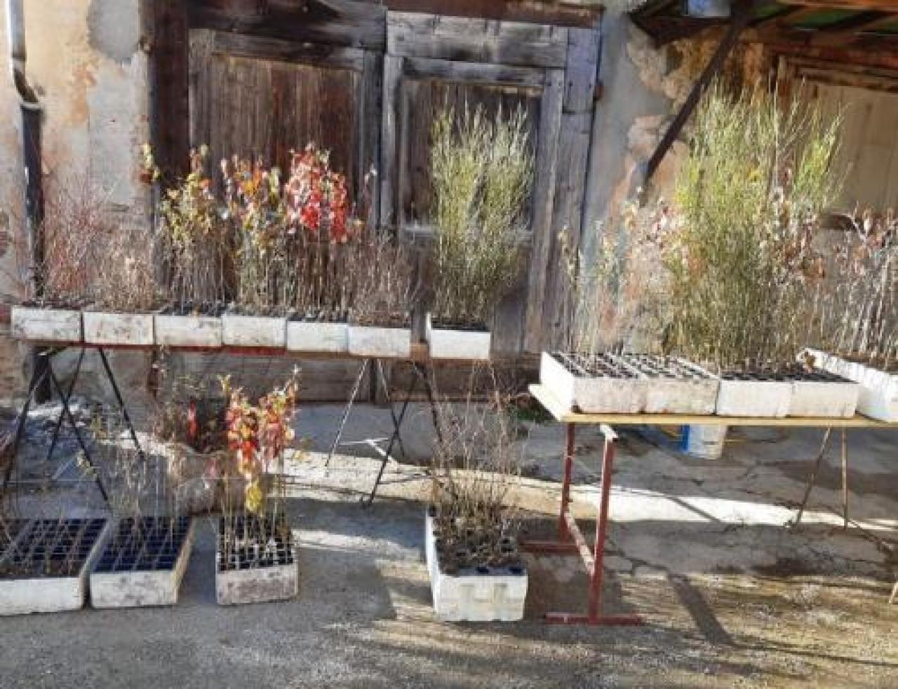 Una siepe per ogni frazione: 630 piantine messe a dimora sotto la Rocca di Cavour