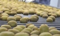 Buona la liquidazione per pesche e susine Mele al palo, il kiwi risente dell’import greco