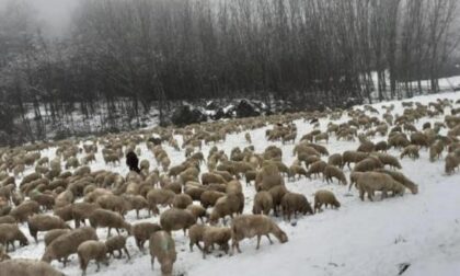 Il gregge di busca fa tappa nell’astigiano, dopo 150 km