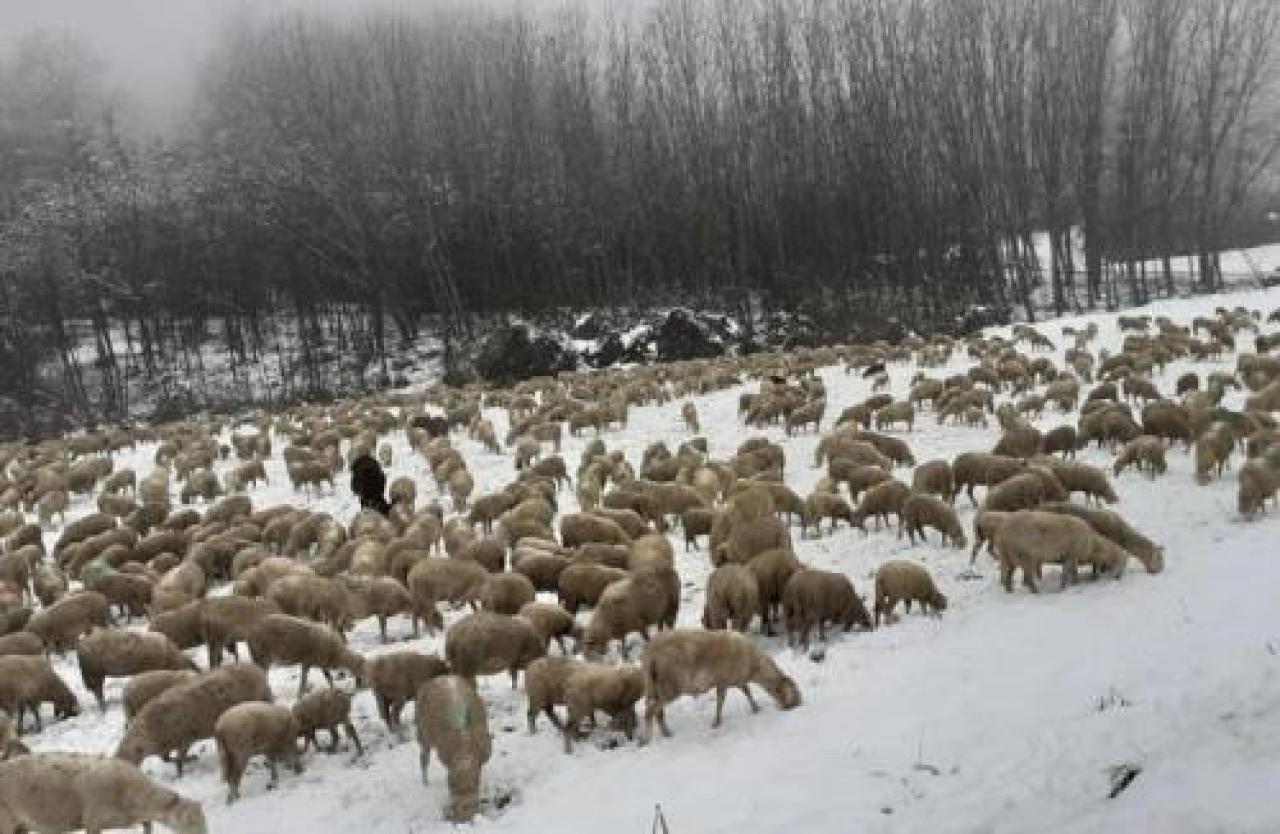 Il gregge di busca fa tappa nell’astigiano, dopo 150 km