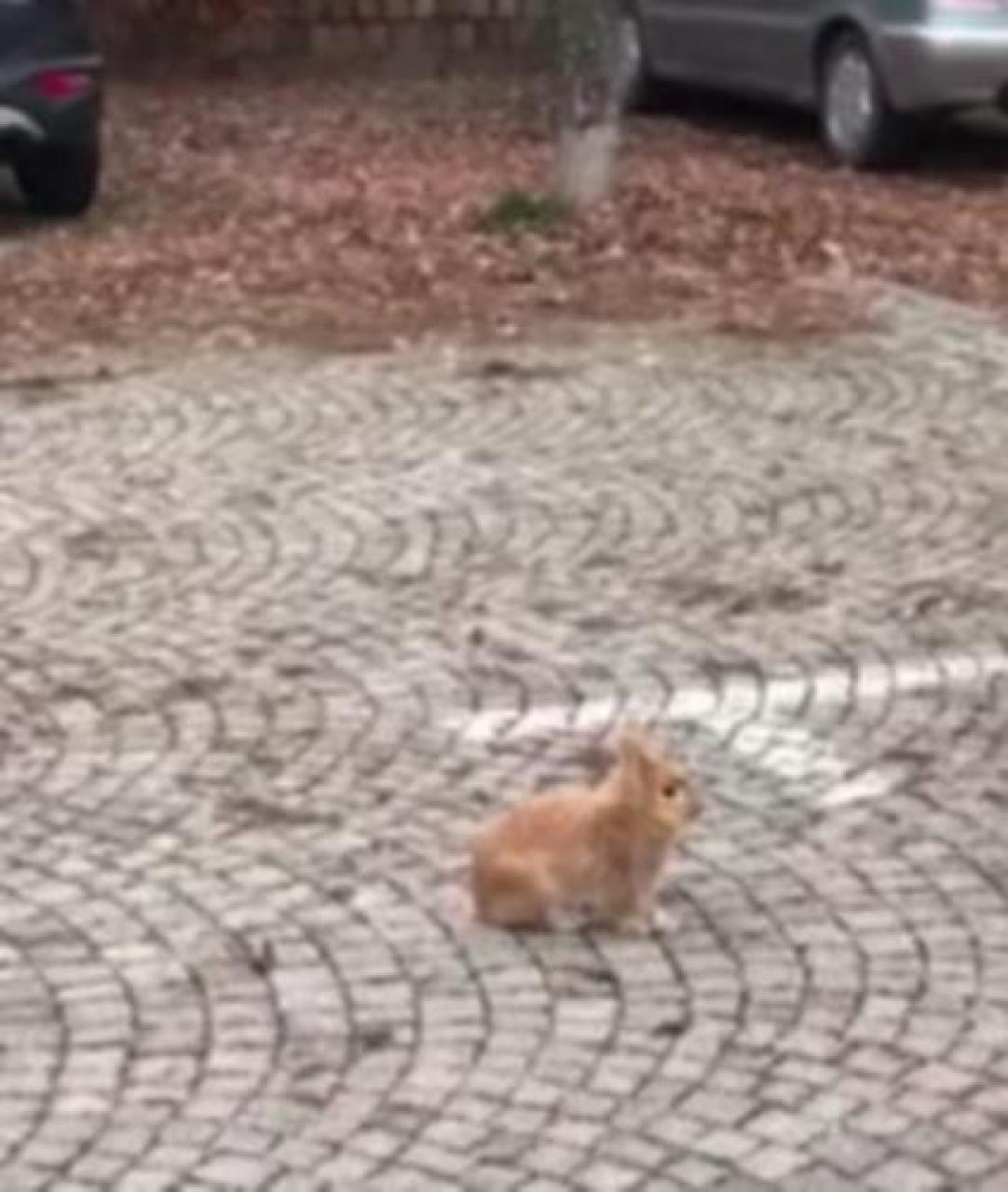 Verzuolo, coniglio si perde in centro