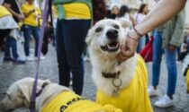 Arcaplanet, tonnellate di cibo agli animali meno fortunati