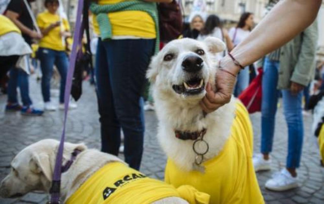 Arcaplanet, tonnellate di cibo agli animali meno fortunati