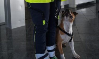 Melampo e Paco, i primi due cani che “fiutano” il virus all’aeroporto