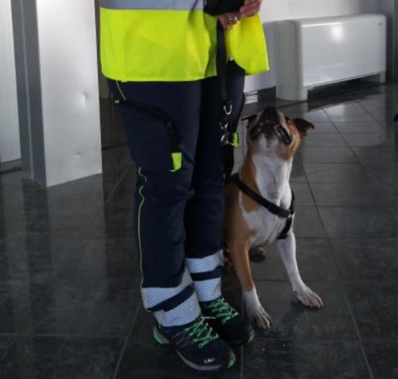 Melampo e Paco, i primi due cani che “fiutano” il virus all’aeroporto
