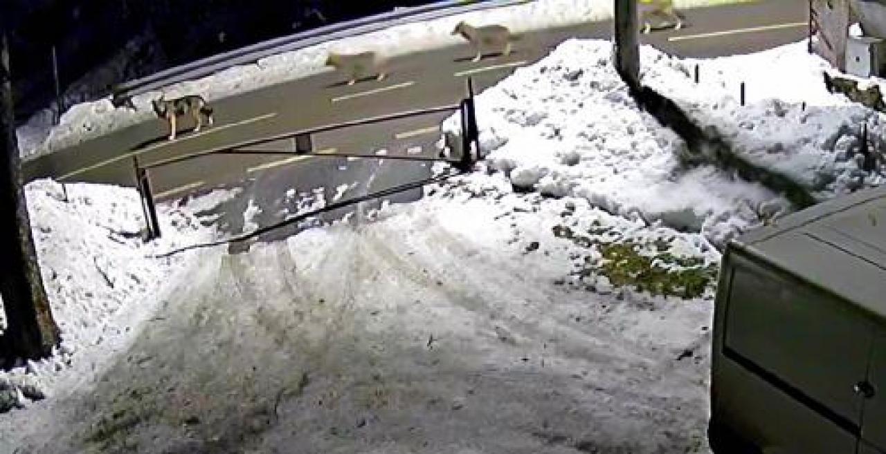 Sette lupi sfilano sulla strada tra Frassino e Rore