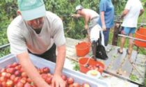 Agroinnova lancia il premio Luigi Gullino per gli studi sulla frutticoltura saluzzese