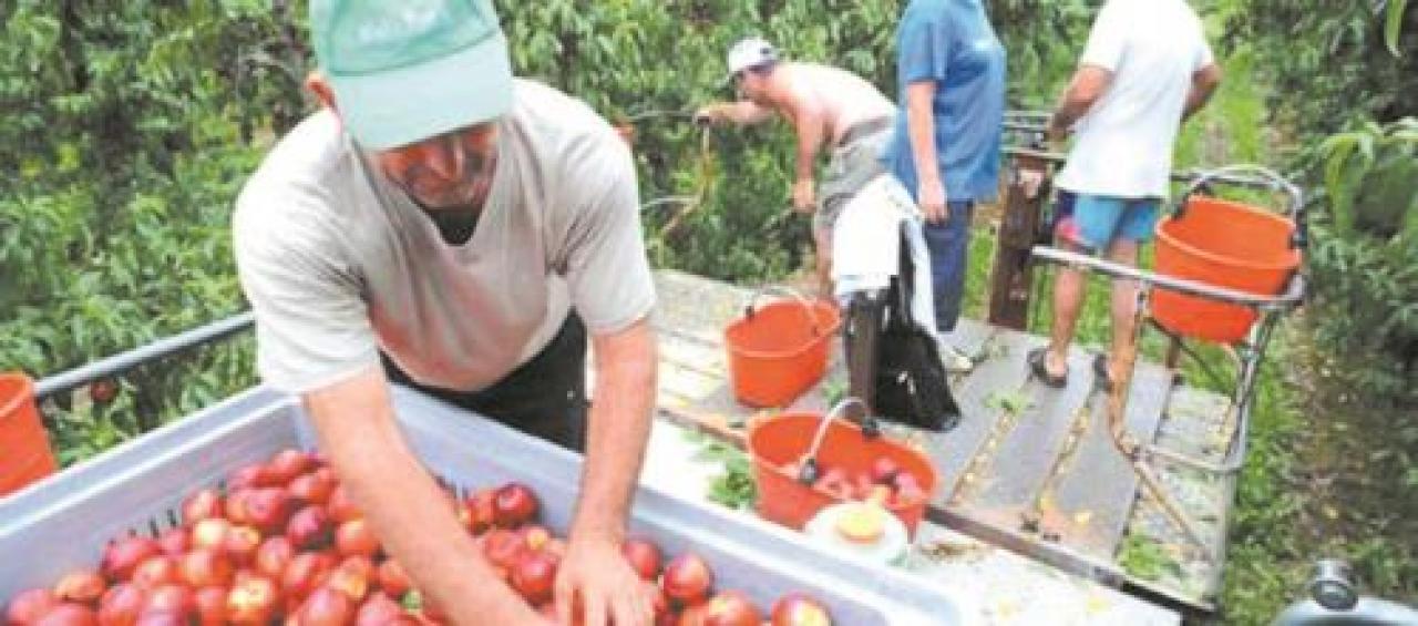 Agroinnova lancia il premio Luigi Gullino per gli studi sulla frutticoltura saluzzese