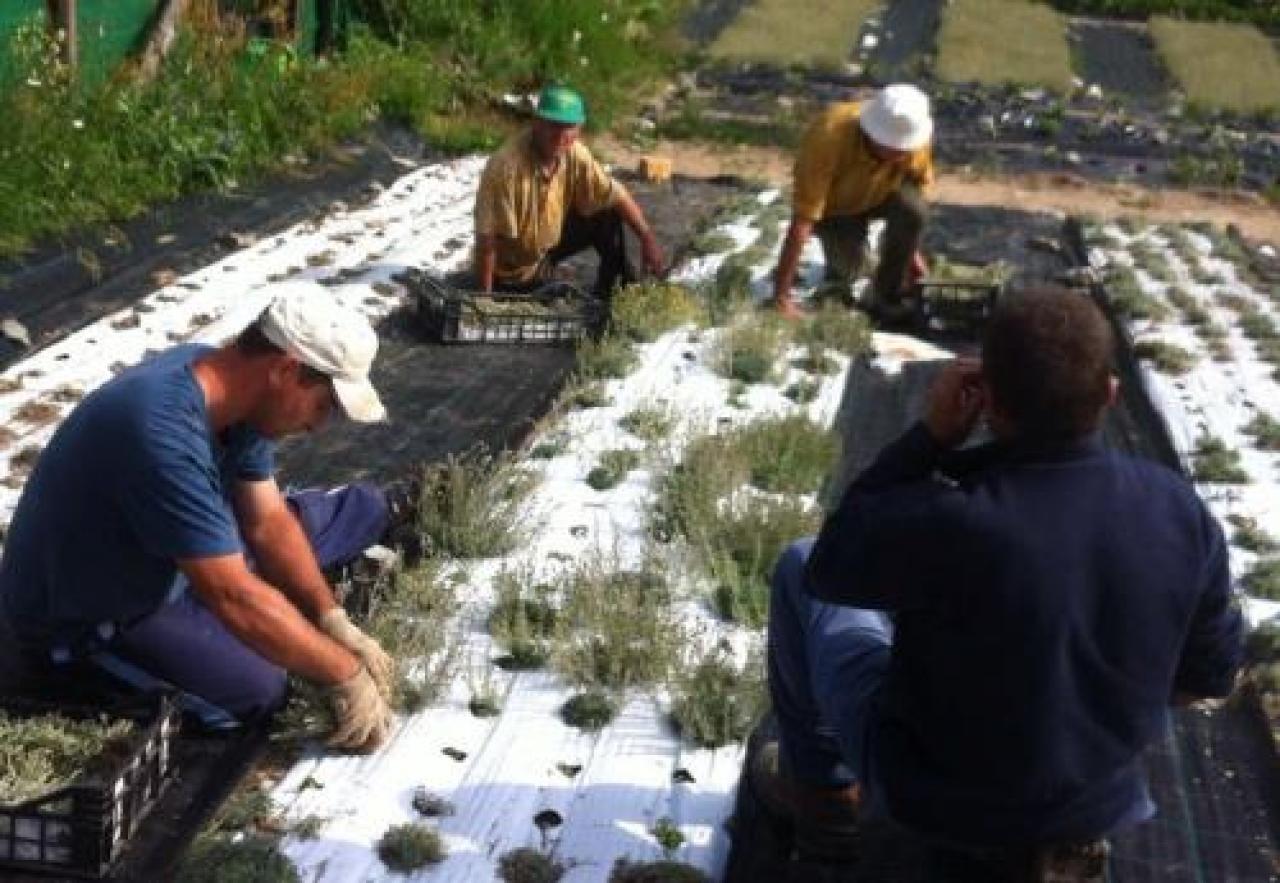 Dieci anni con i Ciliegi Selvatici