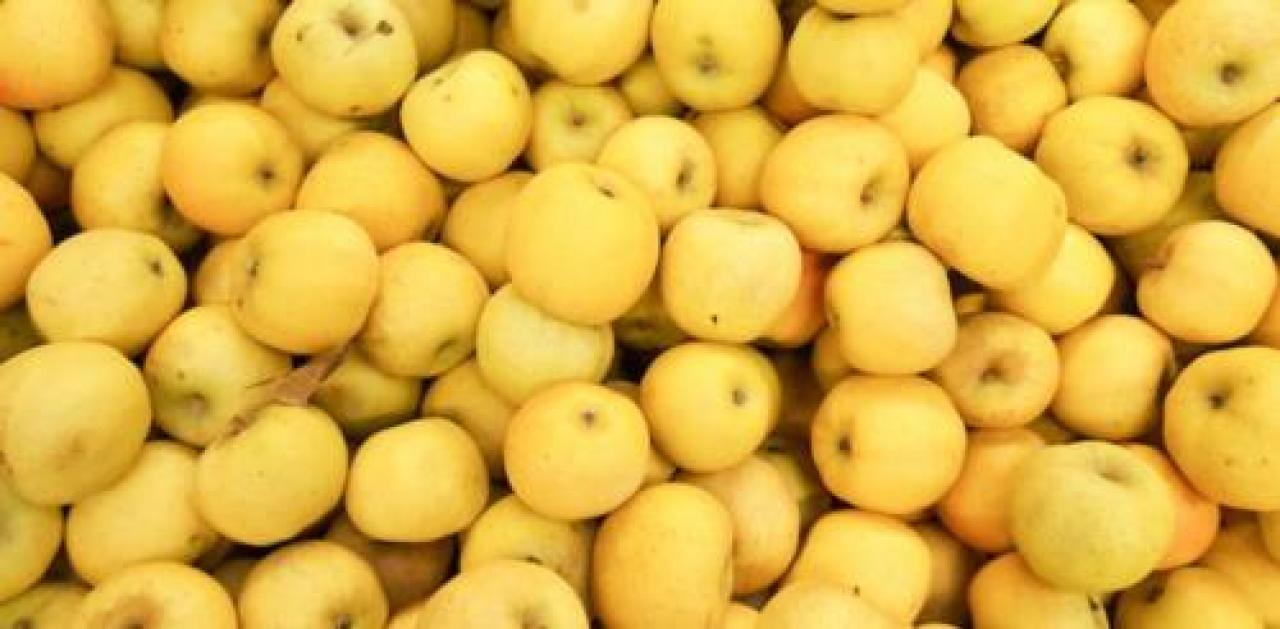 Fajk hgufgy Nuovi mercati per la mela Una sfida da non perdere L’apertura di Taiwan, Thailandia e Vietnam ha aumentato il potenziale dei nostri esportatori