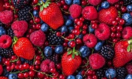 Fondazione Agrion, i risultati del monitoraggio sull’andamento dei piccoli frutti Senza soste la crescita del mirtillo E nel cuneese la fragola resta regina