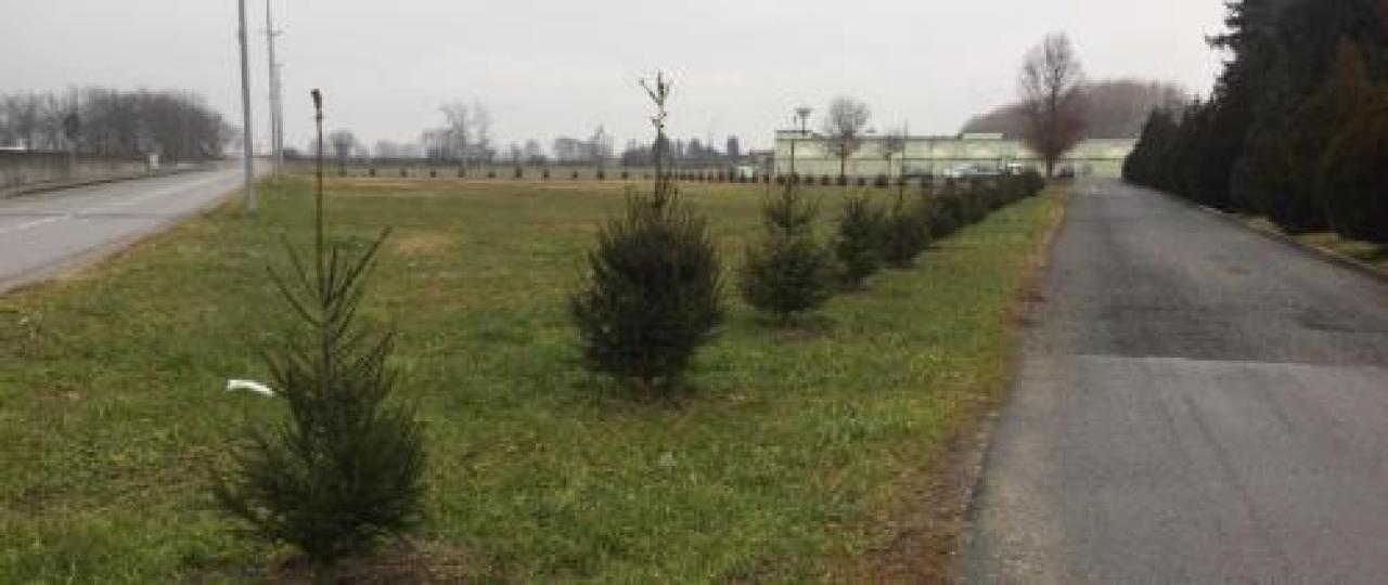 Gli abeti di Natale trovano casa al cimitero
