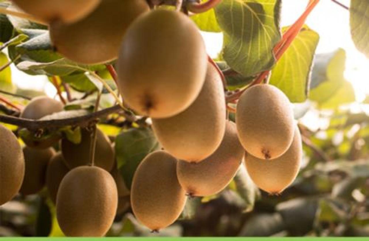 Il kiwi giallo attira investimenti Maxi-impianto di 110 ettari